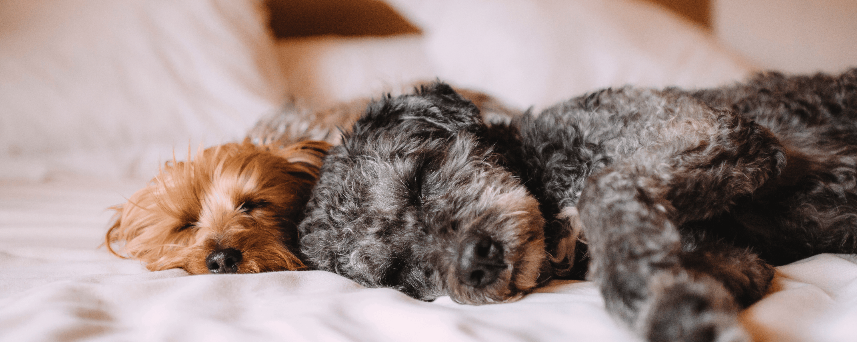 The Science of Dog Sleep: Why Rest is Crucial for Your Pup’s Health
