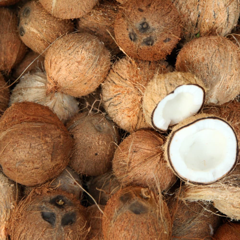 Coconuts source of MCT oil