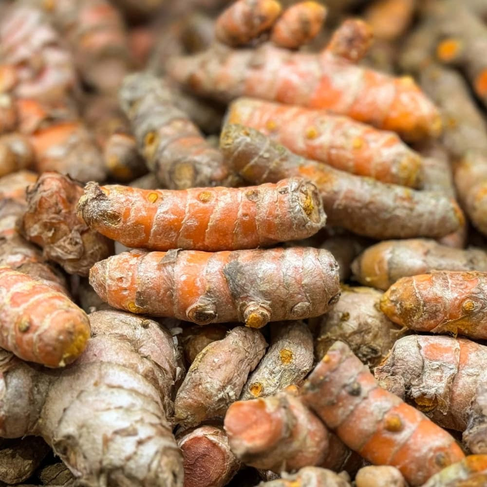 Fresh turmeric root