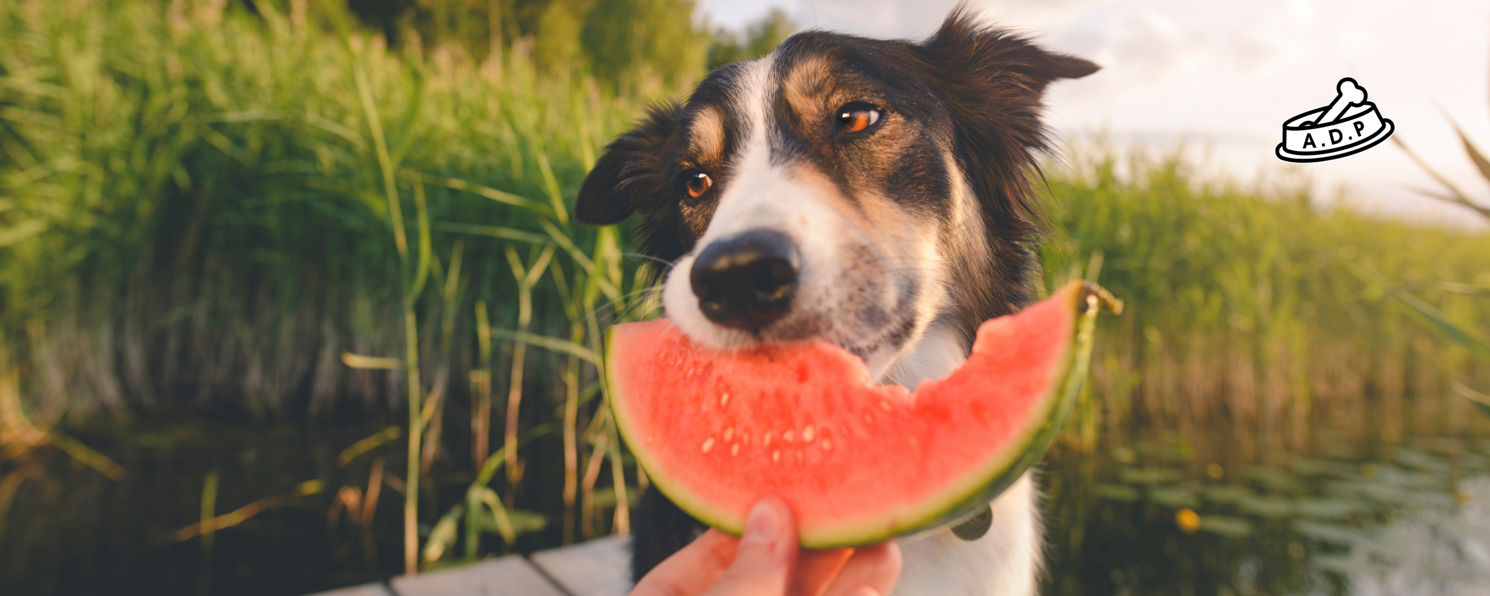 What Should I Really Be Feeding My Dog? A Guide to Smarter Nutrition