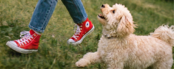 Seasonal Allergies in Dogs: Why It Starts in the Gut