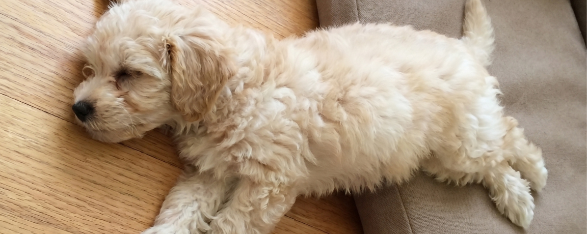 The Gut-Brain Axis in Dogs: How a Quiet Gut Makes a Calmer Dog