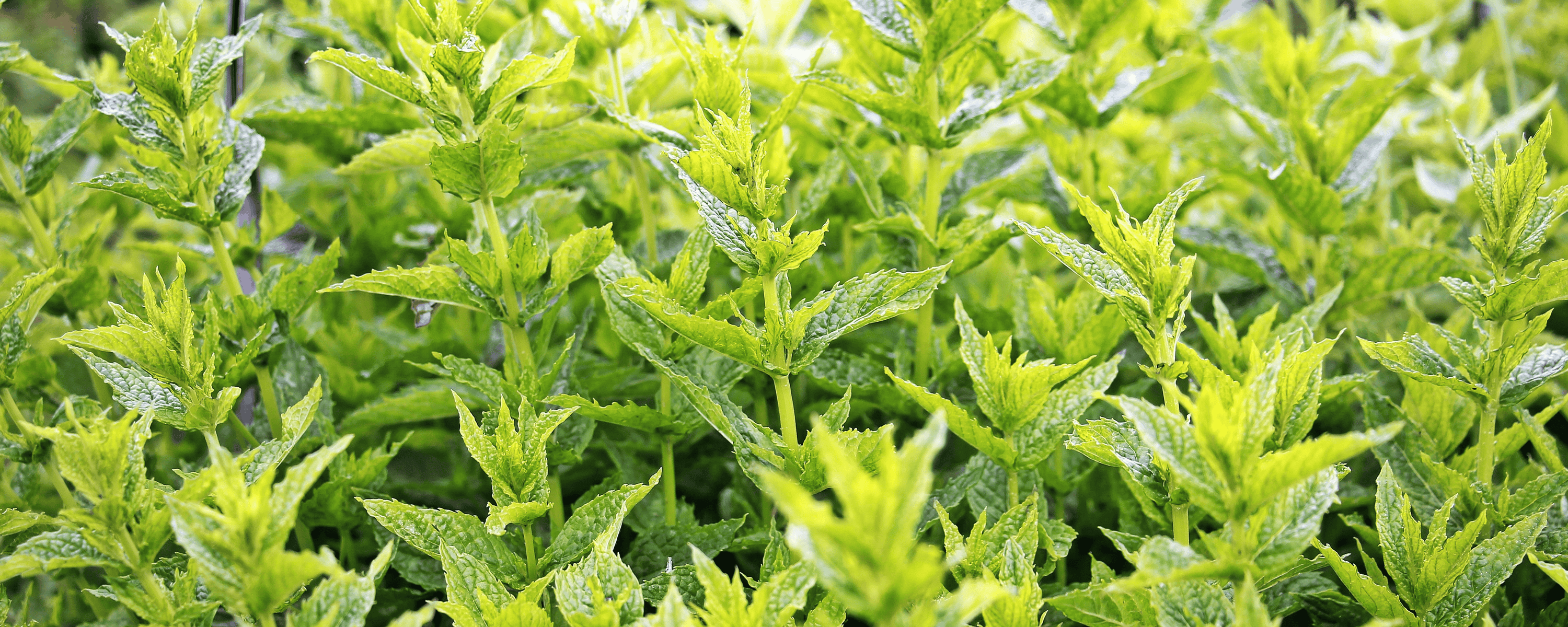 Herbal Remedies for Common Canine Ailments: A Holistic Approach