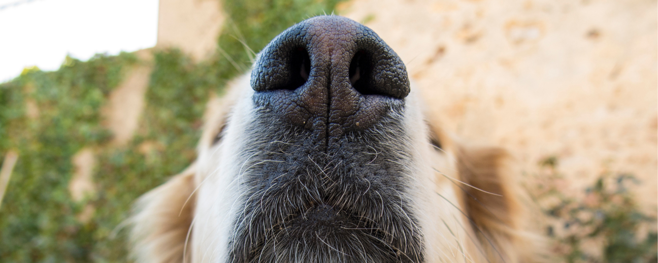 What Does a Dry Nose Mean in Dogs?
