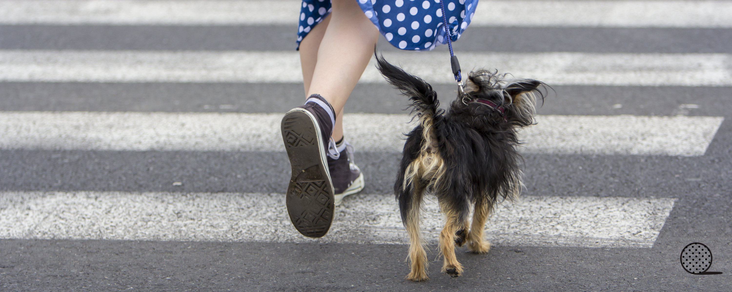 The Hidden Dangers of Urban Living: Protecting Your Dog from City Hazards
