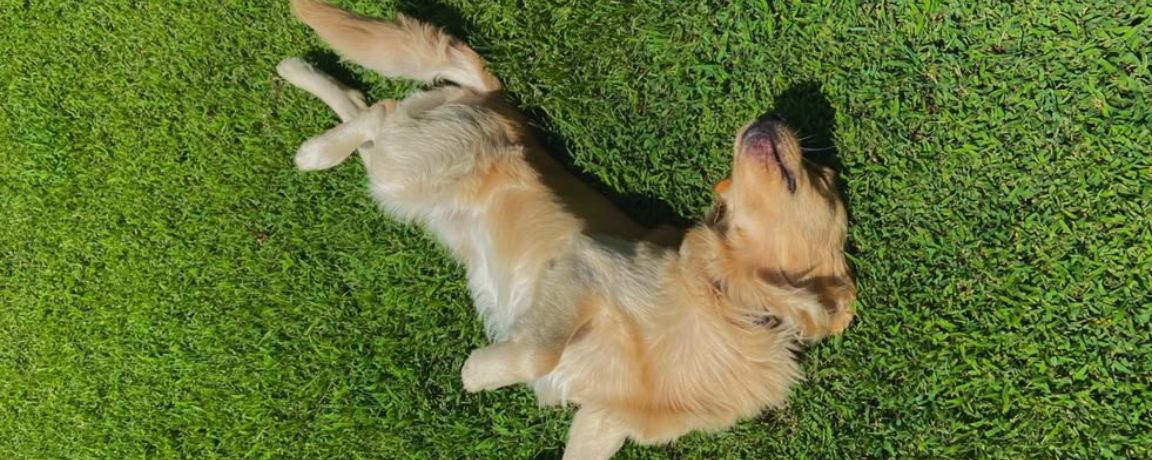 Natural Tick Prevention for Dogs: A Simple Summer Guide
