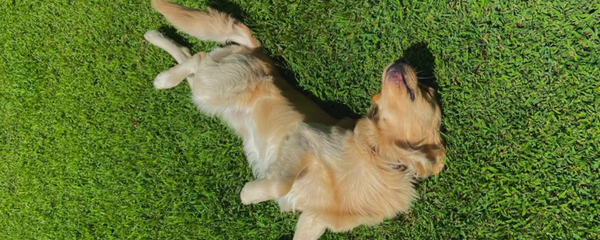Natural Tick Prevention for Dogs: A Simple Summer Guide