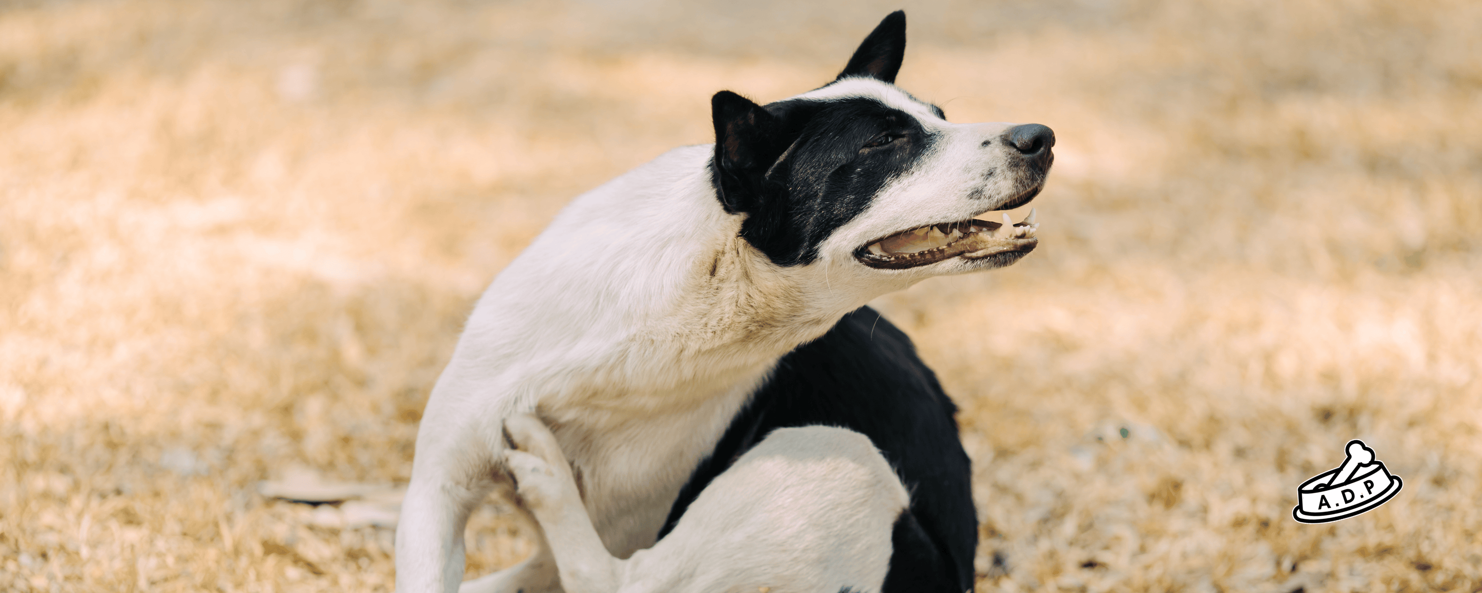 Dog Allergies in Summer: How to Help Your Itchy, Scratchy, Snuffly Pup