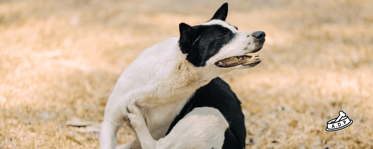 Dog Allergies in Summer: How to Help Your Itchy, Scratchy, Snuffly Pup
