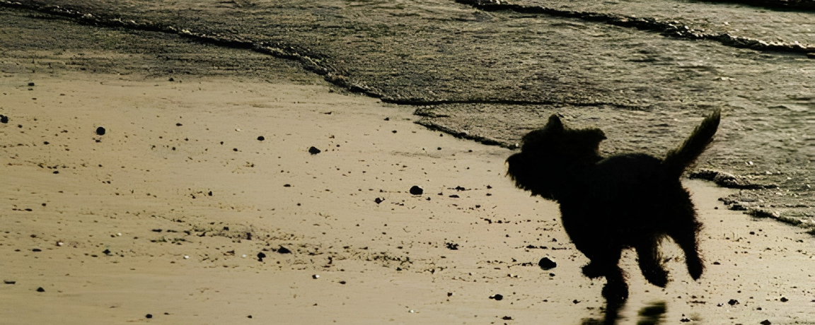 Caring for a Senior Dog: The Dog Person's Guide to Ageing Gracefully Together