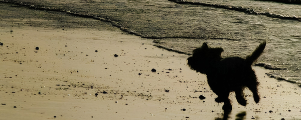 Caring for a Senior Dog: The Dog Person's Guide to Ageing Gracefully Together