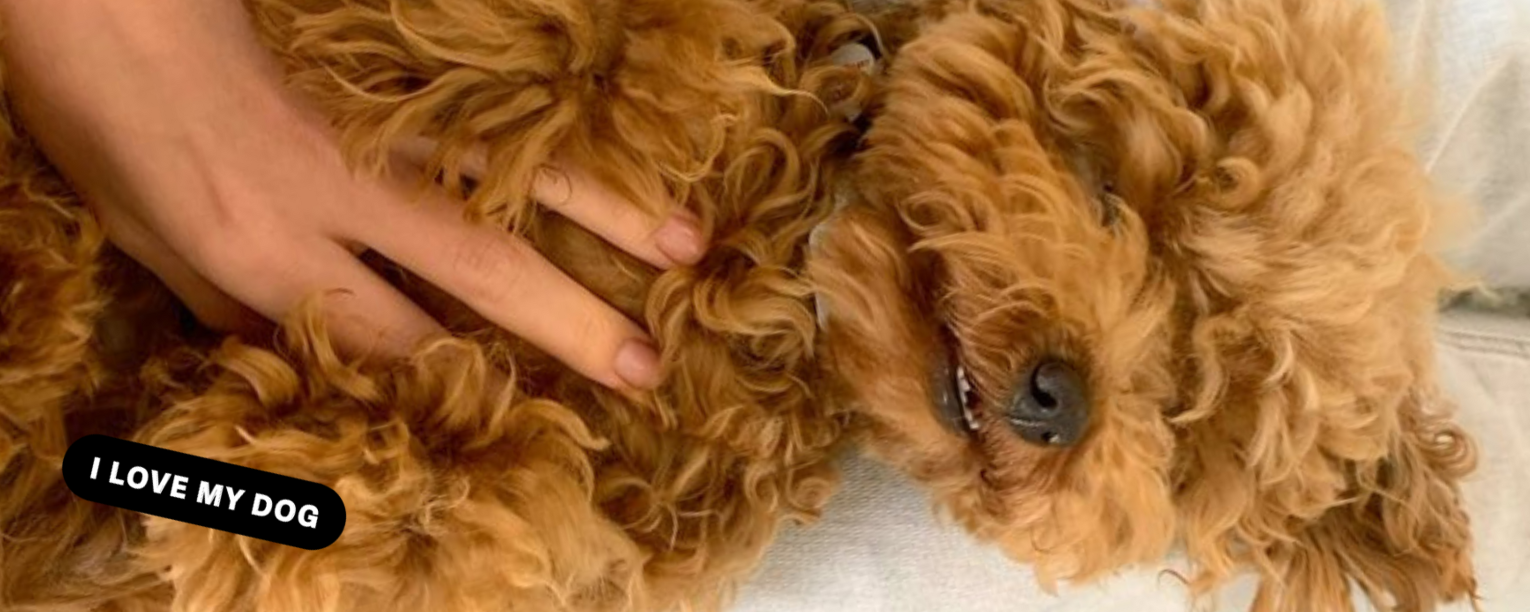 Dog Gut Health: Why It Matters More Than You Think