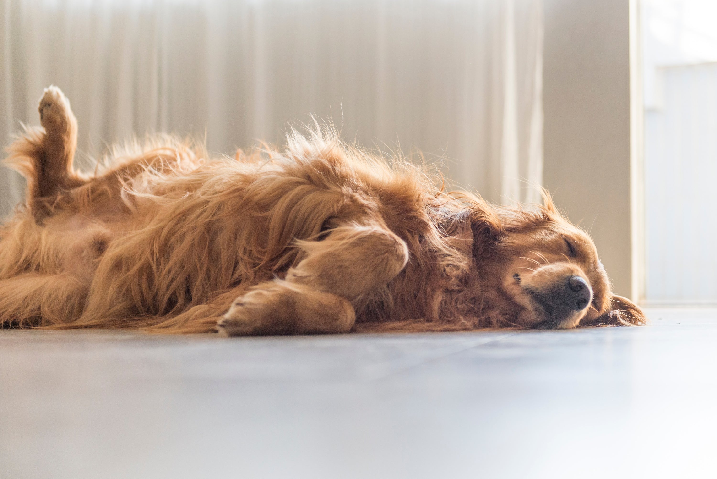 5 Simple Steps to Naturally Boost Your Dog's Gut Health