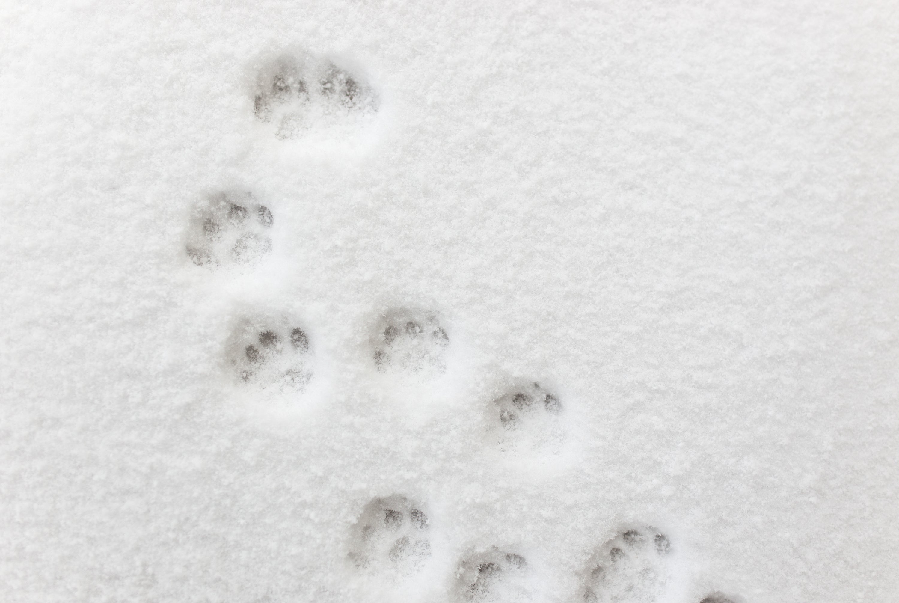 Protecting Your Pup: Top 10 Winter Hazards and How to Avoid Them