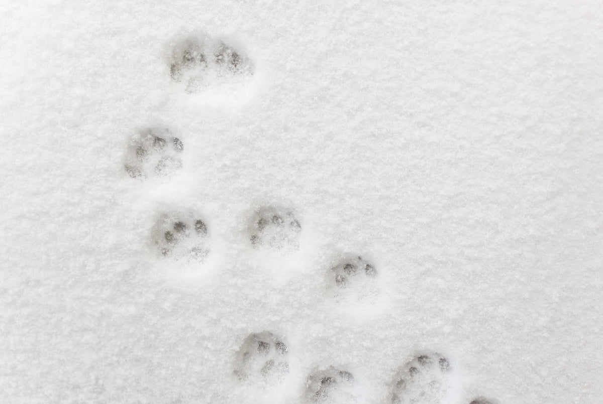 Protecting Your Pup: Top 10 Winter Hazards and How to Avoid Them