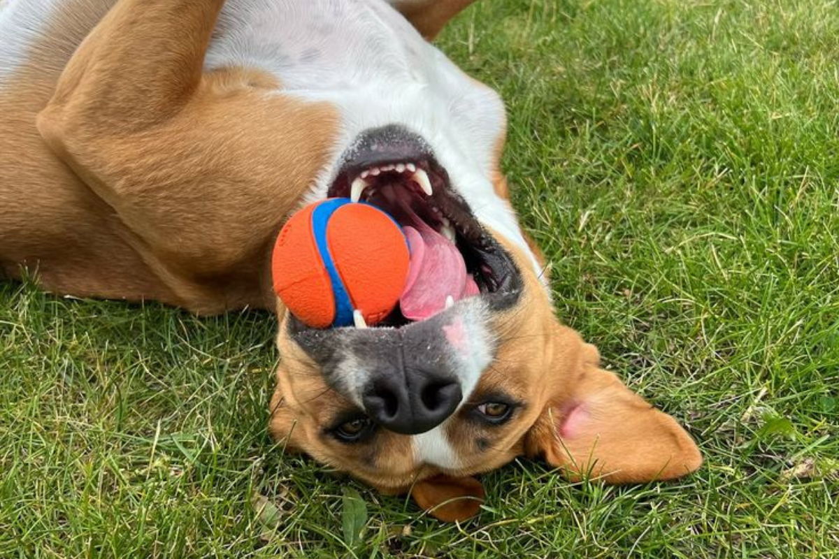 The Biggest Canine Gut Study Ever: What It Found And Why It Matters For Your Dog