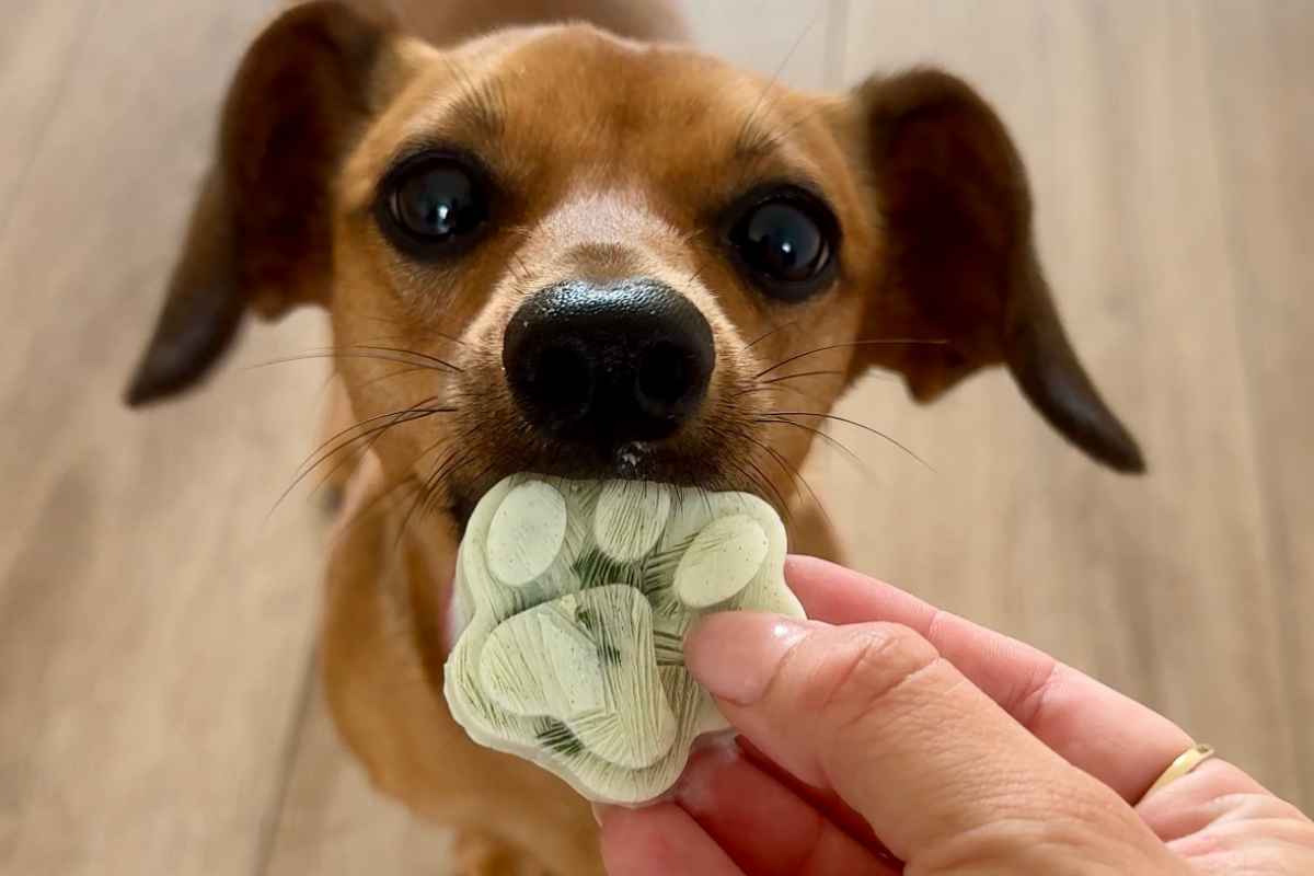 5 Homemade Dog Treat Recipes Your Pup Will Beg For
