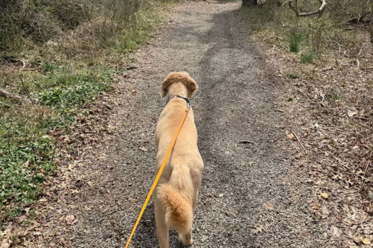 10 Best Dog-Friendly Walks in London (2026 Guide)
