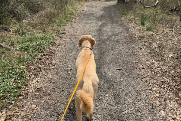 10 Best Dog-Friendly Walks in London (2026 Guide)