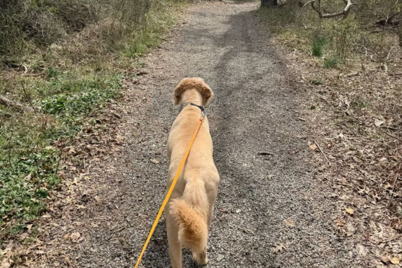 10 Best Dog-Friendly Walks in London (2026 Guide)