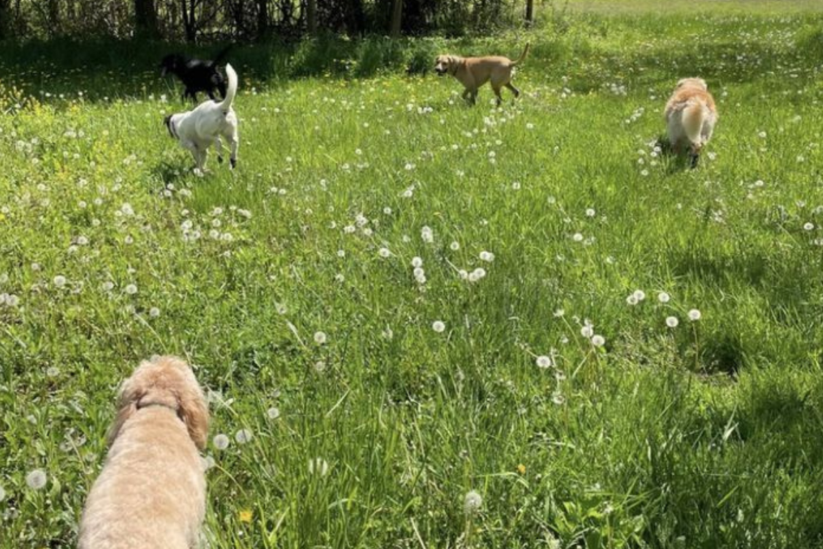 The Spring Dog Health MOT: 10 Things to Check Right Now