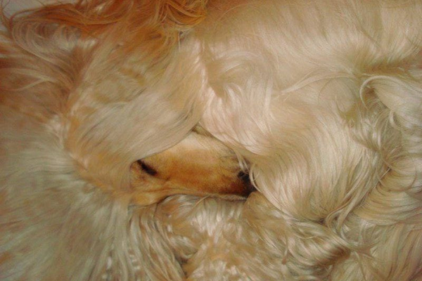 Why Does My Dog Have a Dull Coat? The Real Reasons (and Simple Fixes)