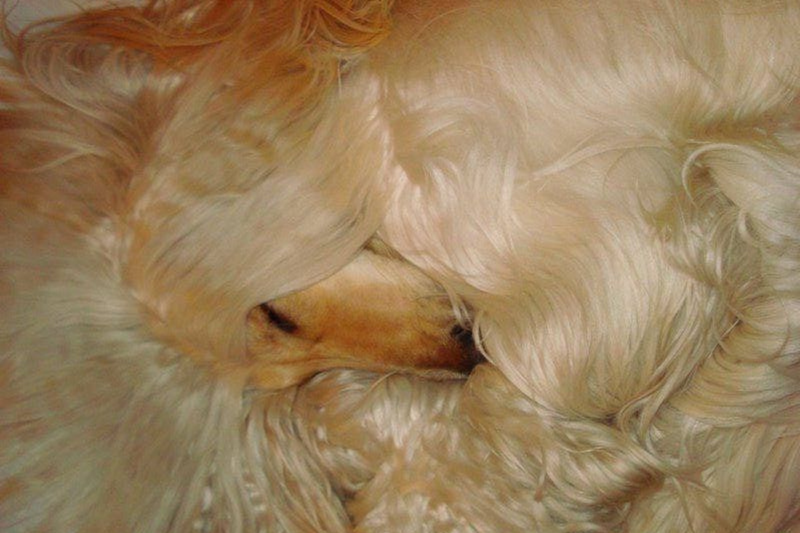 Why Does My Dog Have a Dull Coat? The Real Reasons (and Simple Fixes)