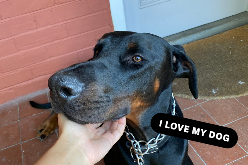 21 Things Every Dog Person Does (But Will Never Admit To)