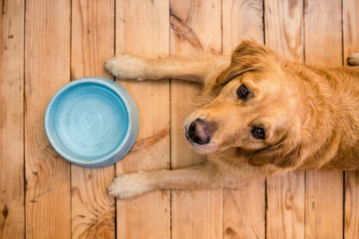 Signs Your Dog Has Poor Gut Health (And What To Do About It)
