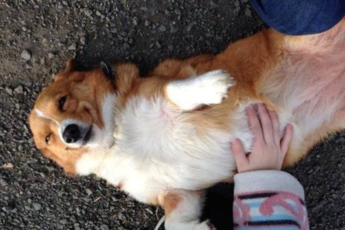 The Complete Guide to Dog Gut Health