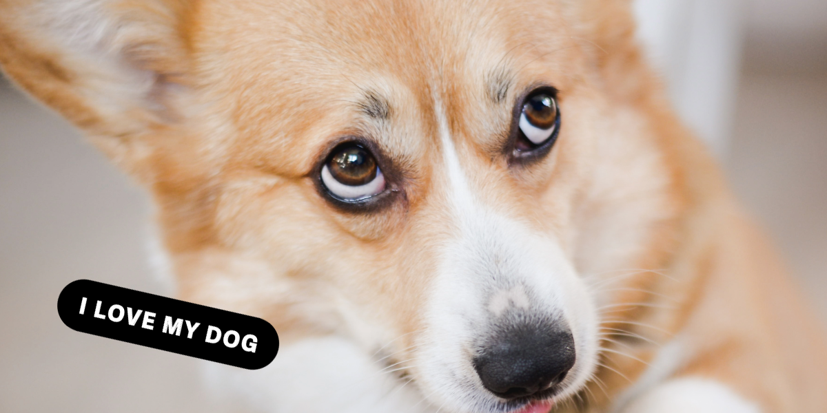 A Guide to Preventative Dog Healthcare Image