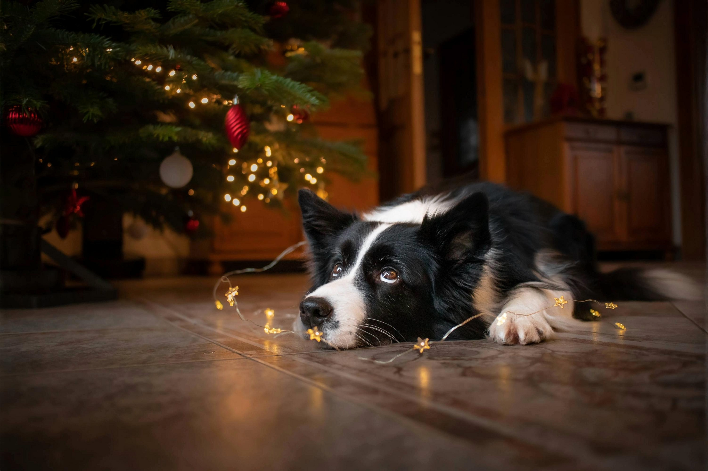 Festive Foods to Avoid: Keeping Your Dog Safe This Christmas