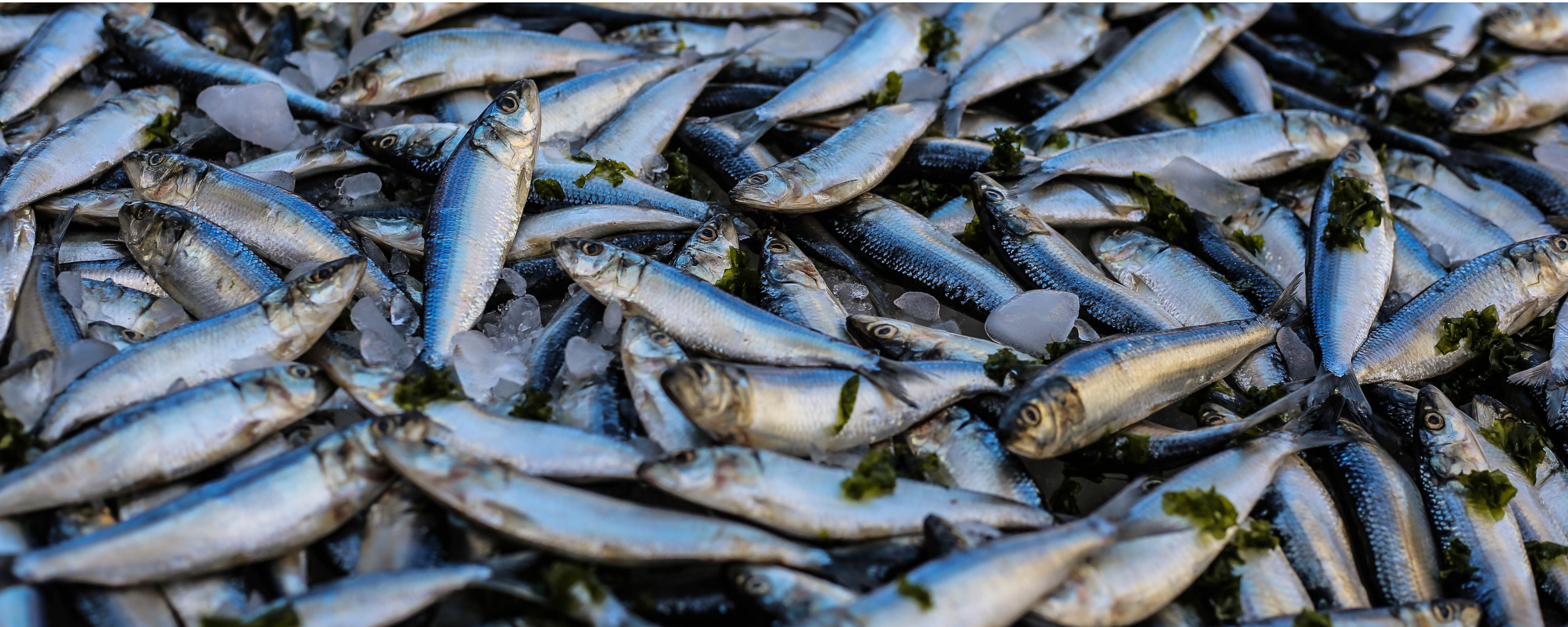 Fish from a catch 