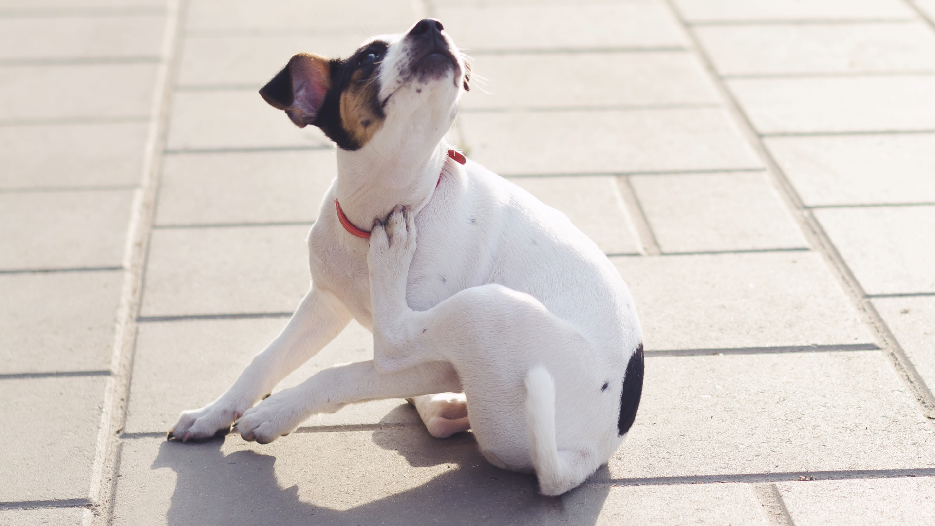 Nourishing Your Dog’s Skin: How Omega-3 and Coconut Oil Can Help